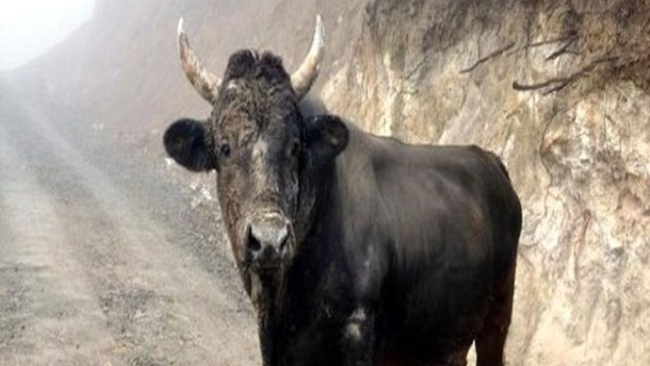 Otlamaya götürdüğü boğanın saldırdığı kişi hayatını kaybetti