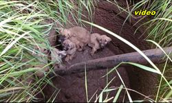 Vatandaştan su kuyusunda mahsur kalan yavru köpekler için kurtarma operasyonu
