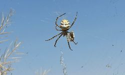 Dünyanın en zehirli örümceği Afyon'da