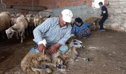 Bir yıldır uzayan koyun yünleri usta makasçılar tarafından kırkılıyor