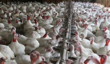 Afyonkarahisar'da 5 Milyondan Fazla Tavuk İtlaf Edildi
