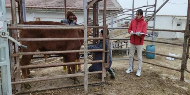 Bolvadin’e ithal getirilen besilik sığırların sağlık kontrolü yapıldı