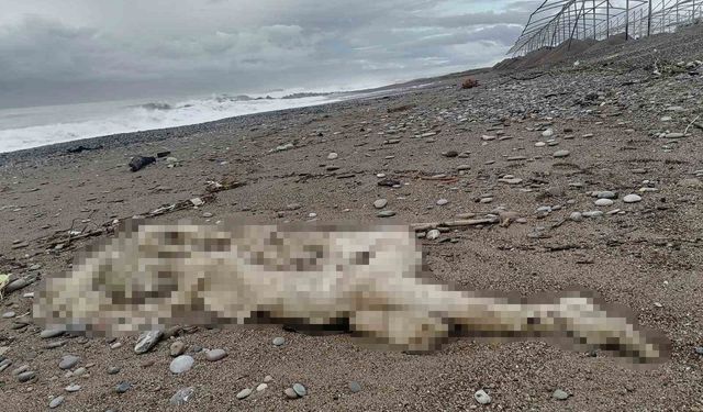 Başı Ve Sağ Kolu Olmayan Çürümüş Bir Ceset Bulundu