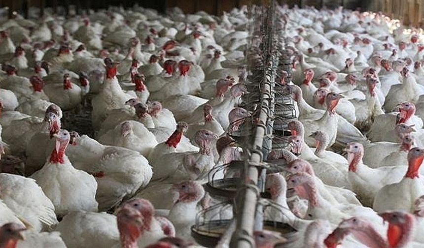 Afyonkarahisar'da 5 Milyondan Fazla Tavuk İtlaf Edildi