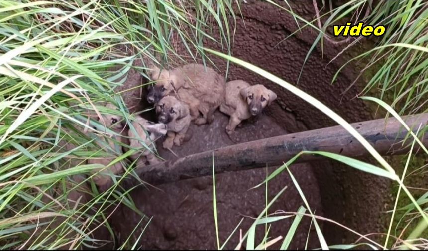 Vatandaştan su kuyusunda mahsur kalan yavru köpekler için kurtarma operasyonu